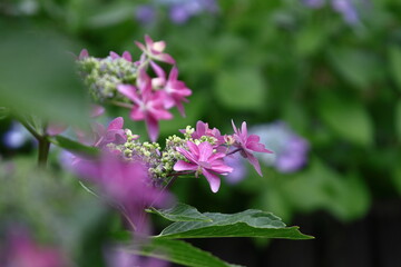雨に濡れて咲く