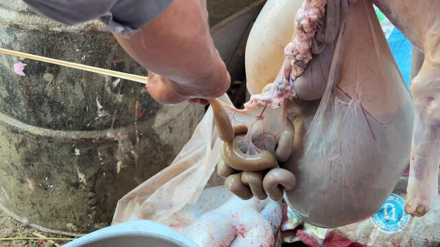 Qurbani Meat, A Sacred Tradition of Eid ul Azha Promoting Health, Hygiene, Nutrition, Spirituality, Beauty, and Ethical Meat Consumption Clip