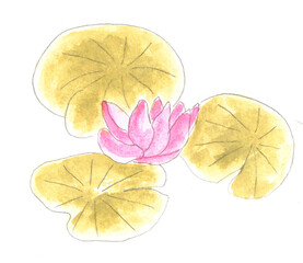 Flower water lily. Watercolor illustration, hand drawn modern freehand new