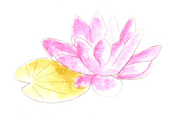 Pink flower water lily. Watercolor illustration, hand drawn modern freehand new