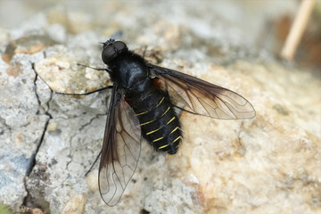 A dark hairy Belzebul Beefly, Lomatia belzebul , the larvae of which are parasitoids on solitary bees