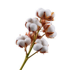 Cotton plant with fluffy white bolls isolated on a white background, showcasing the natural beauty and texture of cotton fibers.