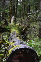 A closeup of a fallen tree trunk in a wet rainy forrest in an area in Yunnan province of Western China