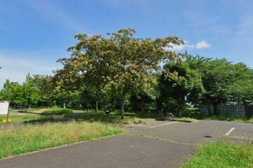 ネムノキ