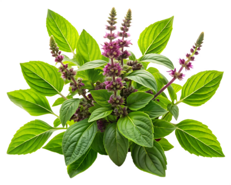 Vibrant Green Holy Basil Plant with Purple Flower Clusters A I isolated on a transparent background tulsi