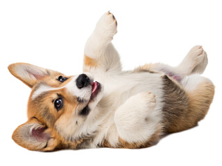 An adorable corgi puppy plays happily isolated on transparent background