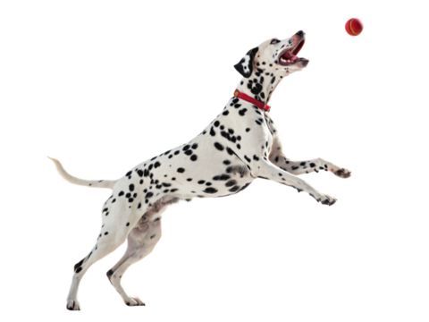 A dalmatian dog jumps high to catch a ball isolated on transparent background