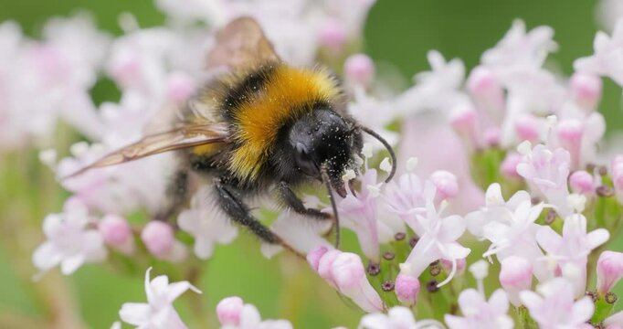 Bumblebee collects flower nectar at sunny day. Bumble bee in macro shot in slow motion.