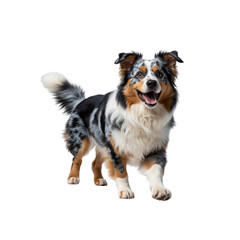 Joyful Australian Shepherd Dog Running Towards Camera