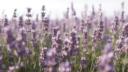 Obraz premium Soft light illuminates a serene field of vibrant purple flora, creating a dreamy and soothing botanical scene