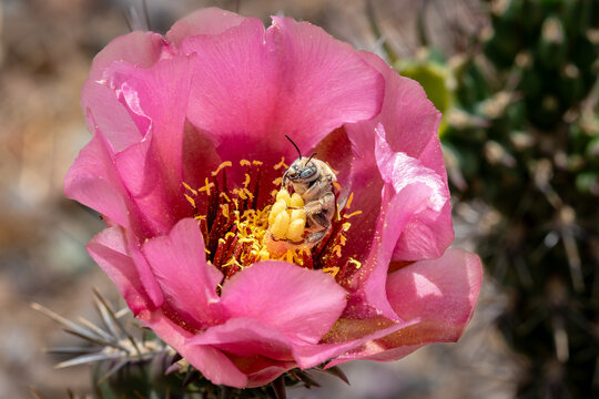 Parosela long-horned bee inside cholla flower