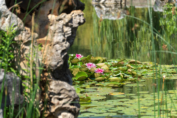Four water lilies rise from the dense green. The scene is framed by rocks and has an idyllic feel.