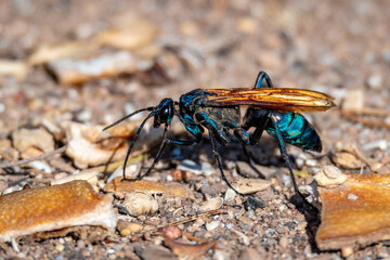 Tarantual hawk wasp searching for a tarantula