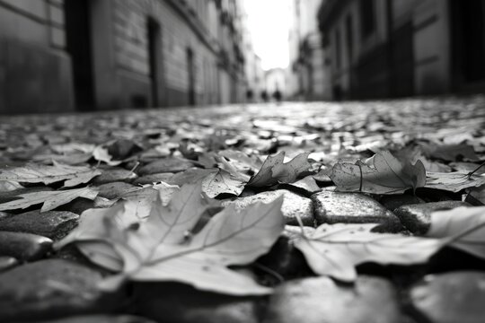 Fototapeta Fallen autumn leaves on a cobblestone street in a quiet European town, creating a serene monochrome scene.