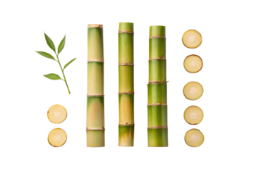 Bamboo Stalks and Cross Sections with Leaves on Transparent Background
