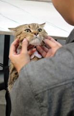 Tabby cat being gently held by a person