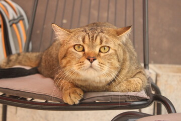 Tabby cat resting on black chair