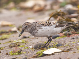 A Semipalmated Sandpiper in alternate, summer plumage and feeding on a winged insect found amongst...