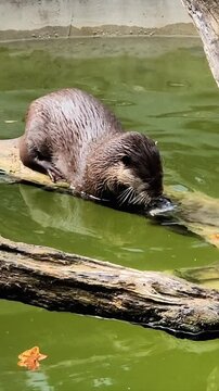 Otter 