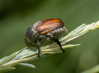 Close-up of grain beetle ( Chaetopteroplia segetum ).