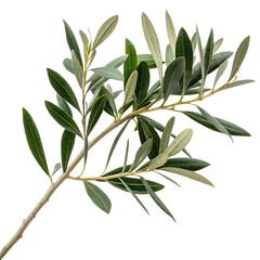 Olive Tree Branch with Green Leaves Detailed Closeup Studio Shot Isolated on a transparent background
