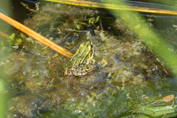 A grass-green frog sits well camouflaged in the tangle of algae in a garden pond. It peeks out from between the stalks and leaves.