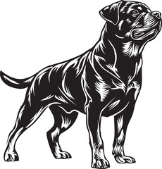 standing black and white rottweiler dog