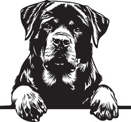 peeking rottweiler dog