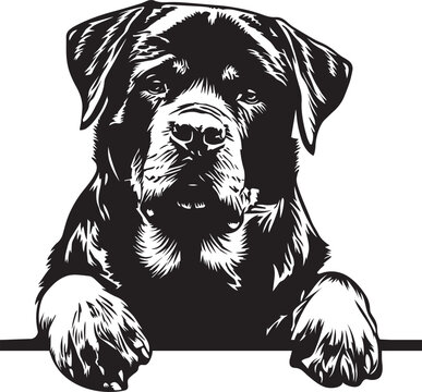 peeking rottweiler dog