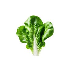 Fresh Green Chard Leaf Isolated on Transparent Background