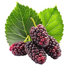 Ripe Dark Purple Mulberries with Vibrant Green Leaves Closeup Studio Shot isolated on a transparent background