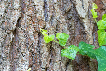 Ivy climbs up the coarsely textured tree bark. The bright green contrasts with the cracked brown of...