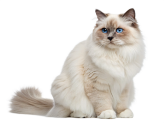 A fluffy ragdoll cat and kitten are isolated on transparent background