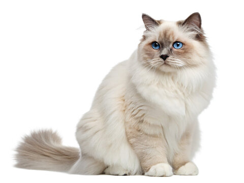A fluffy ragdoll cat and kitten are isolated on transparent background