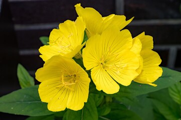 Bright yellow evening primrose flowers blooming in garden