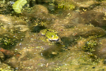 A pond frog looks directly into the camera, its head sticking out of the water. The surrounding area is covered with algae and small plants.
