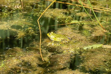 A side view of a frog sitting on algae in shallow water. The reflection of plants is easily visible.