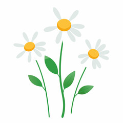 Chamomile, icon, set, daisy chamomile, chamomile