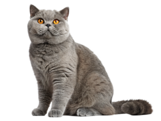 A grey british shorthair cat sitting isolated on transparent background