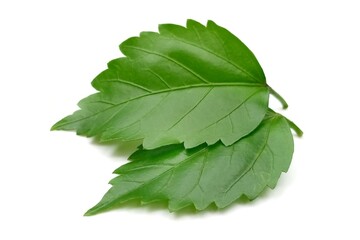 Fototapeta premium Hibiscus leaf isolated on white background