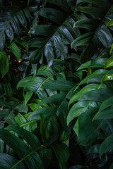Green big monstera plant leaf outdoor plantation sun light