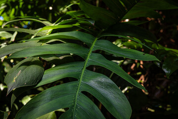 Green big monstera plant leaf outdoor plantation sun light