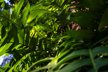 Green big monstera plant leaf outdoor plantation sun light