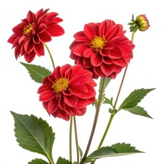 Bright red dahlia flowers with layered petals and vibrant yellow centers, displayed against green foliage on a white background.