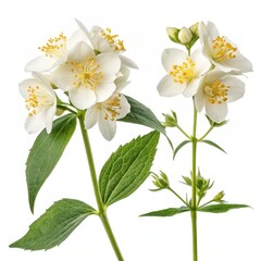 White mock orange flowers with yellow stamens and green leaves, isolated on white background for floral, botanical, or design projects.