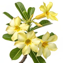 Obraz premium Close-up of blooming yellow desert rose flowers with green leaves, showcasing tropical beauty and vibrant color on white backdrop.