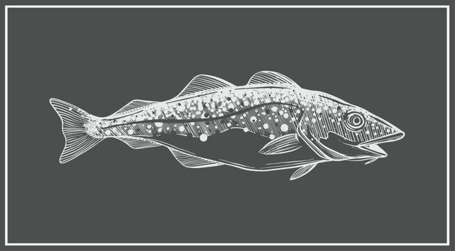 Hand drawn illustration or sketch of cod fish chalkboard art style for use in cod fish products.