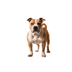 American Bully Dog Breed Portrait - Studio Shot on Transparent Background