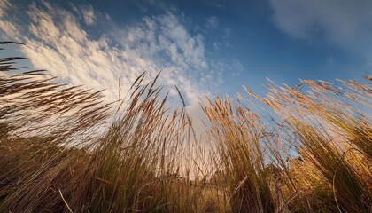 soft focus on tall grass against cloudy sky