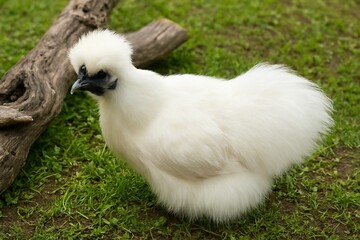 White Silkie Chicken on Green Grass Near a Log